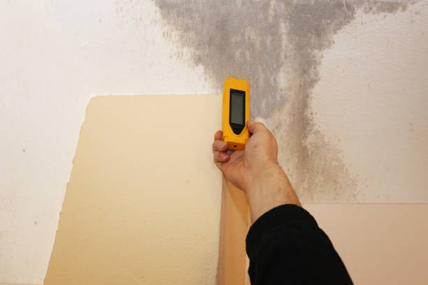 Environmental Consulting for Mold Prevention in Berwick, PA