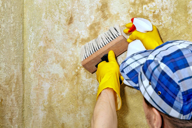  Berwick, PA Mold Removal Pros